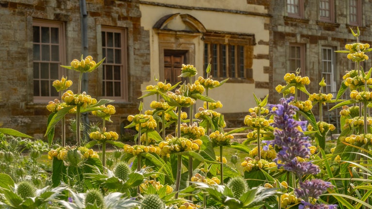 Purple and yellow blooms in front of the back of Canons Ashby House